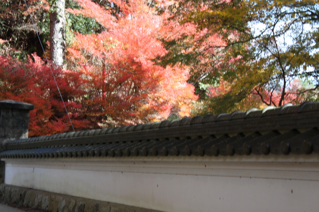 白壁と紅葉