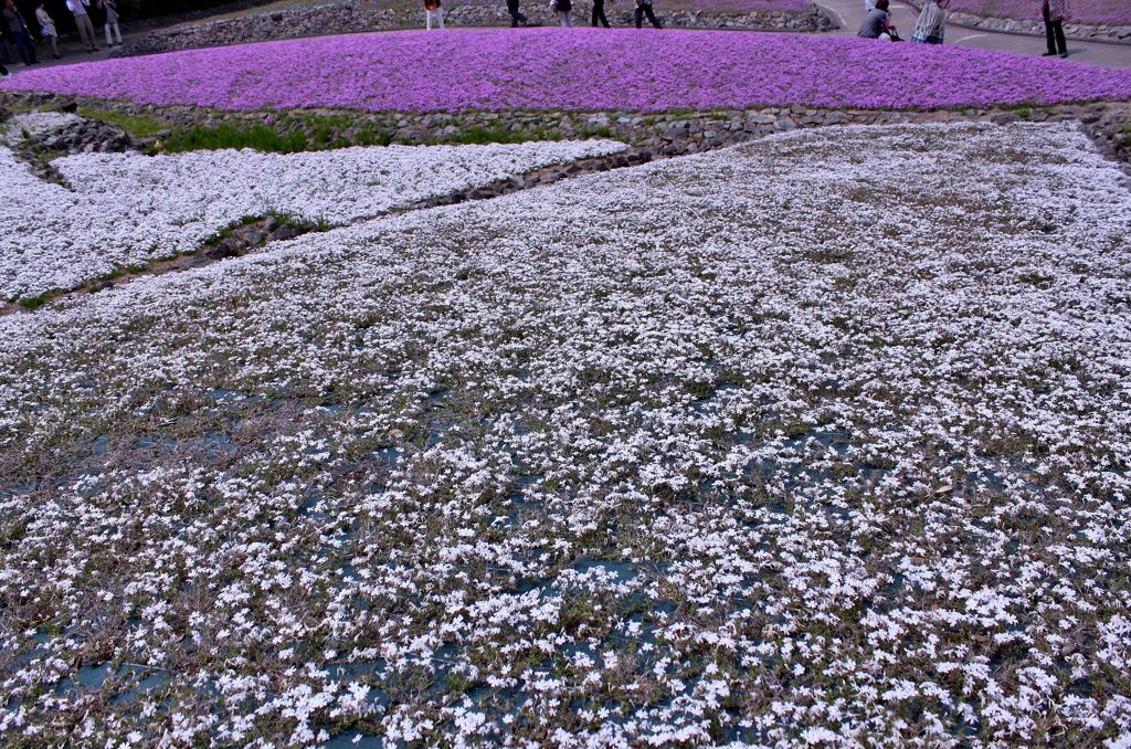 芝桜