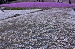 芝桜