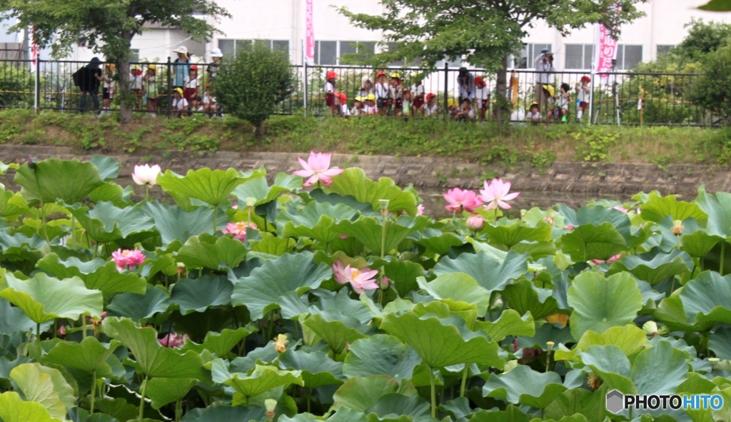 奥田のハス