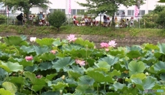 奥田のハス