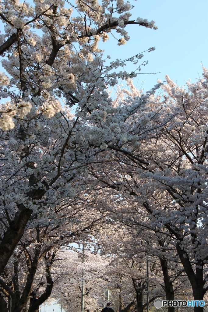 桜のトンネル