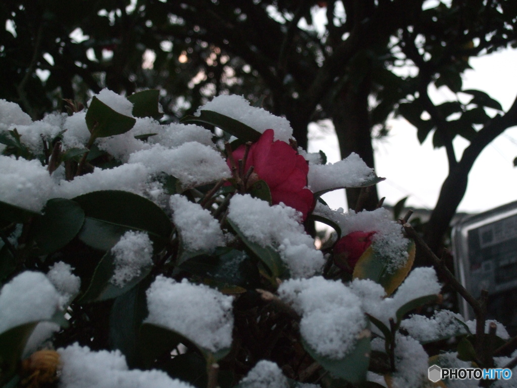 雪が降りました　1