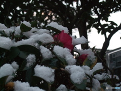 雪が降りました　1