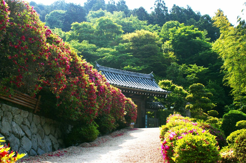 船宿寺のつつじ