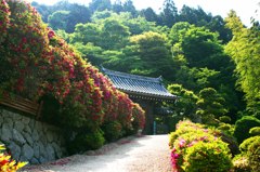 船宿寺のつつじ