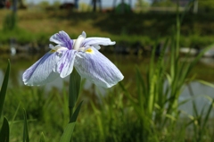 菖蒲1