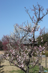 青空と