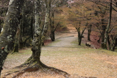 はなびら