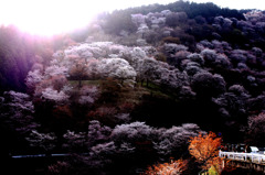 朝日と桜