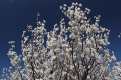 梅の花6