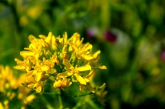 なの花　2