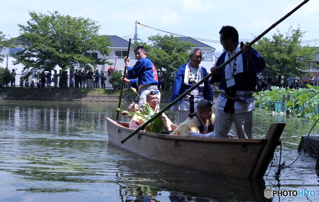 奥田の蓮取り　4
