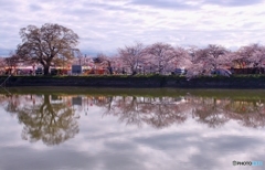 桜も終わり？