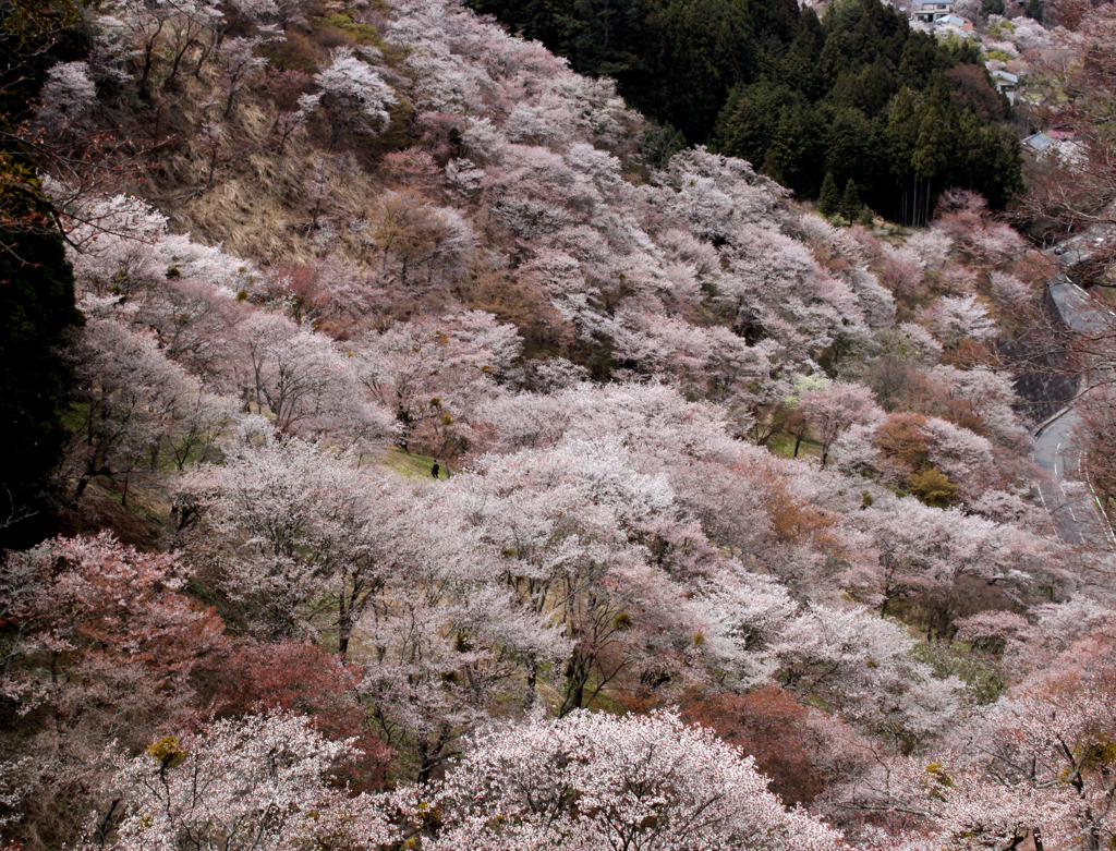 吉野山の桜　3