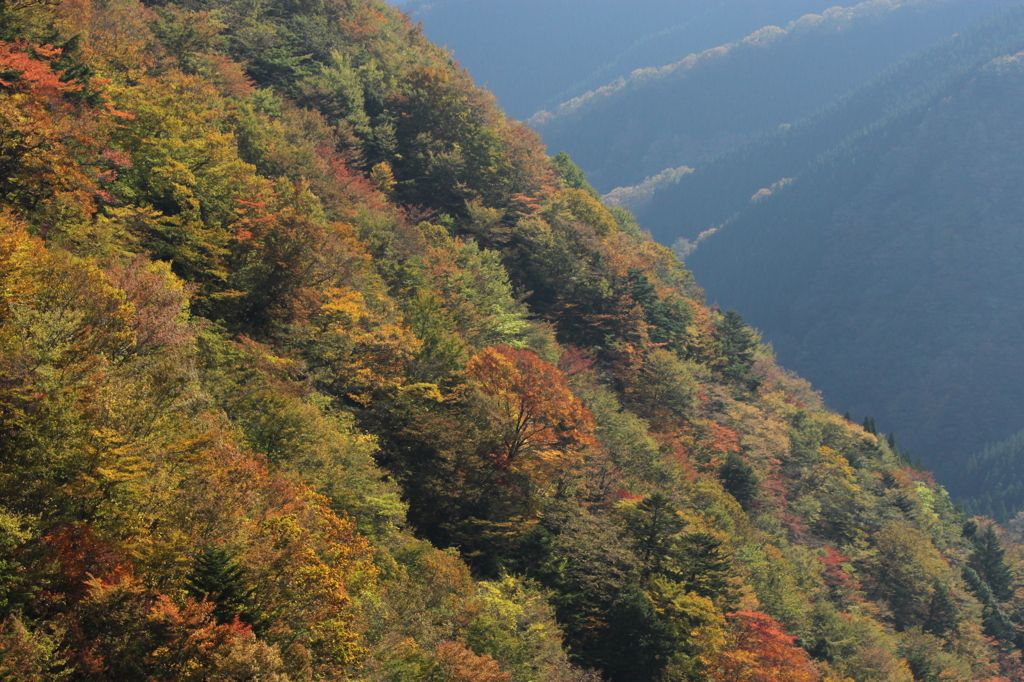 上北山の紅葉