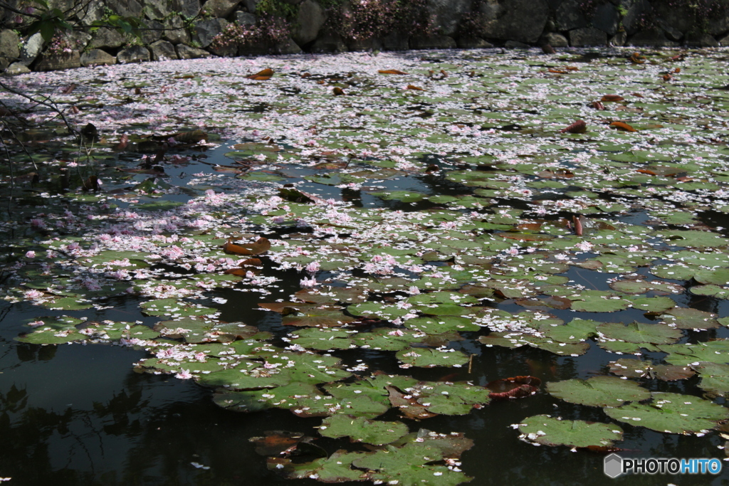 花びらがいっぱい