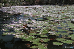 花びらがいっぱい