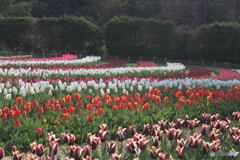チュリップ園Ｂ