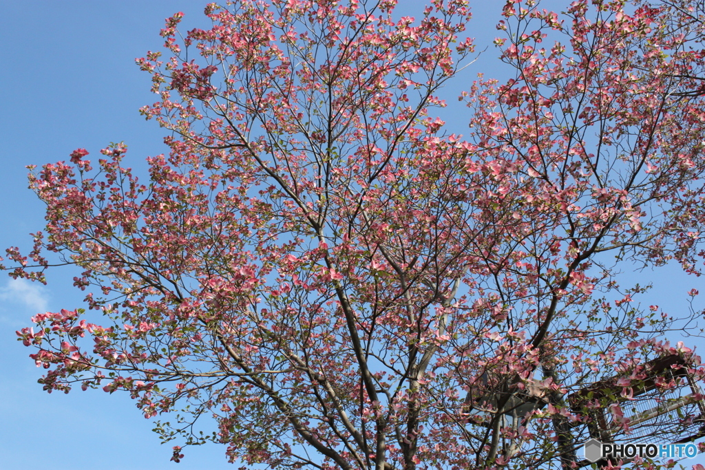 花水木2