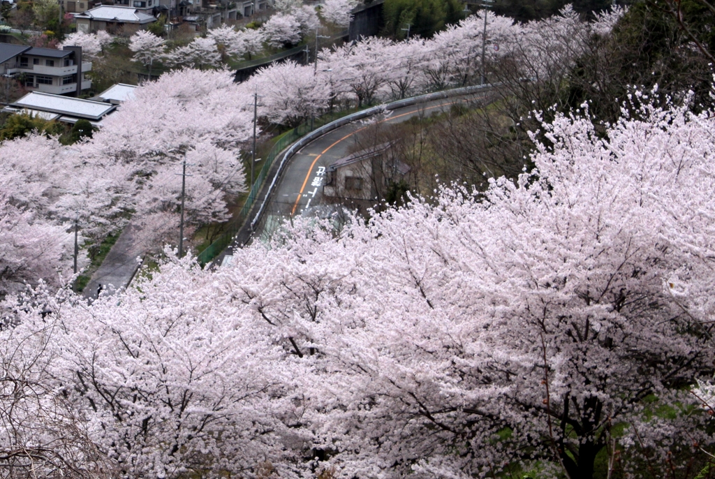 桜満開　3