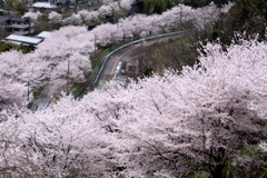 桜満開　3