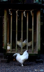 石上神社の鳥