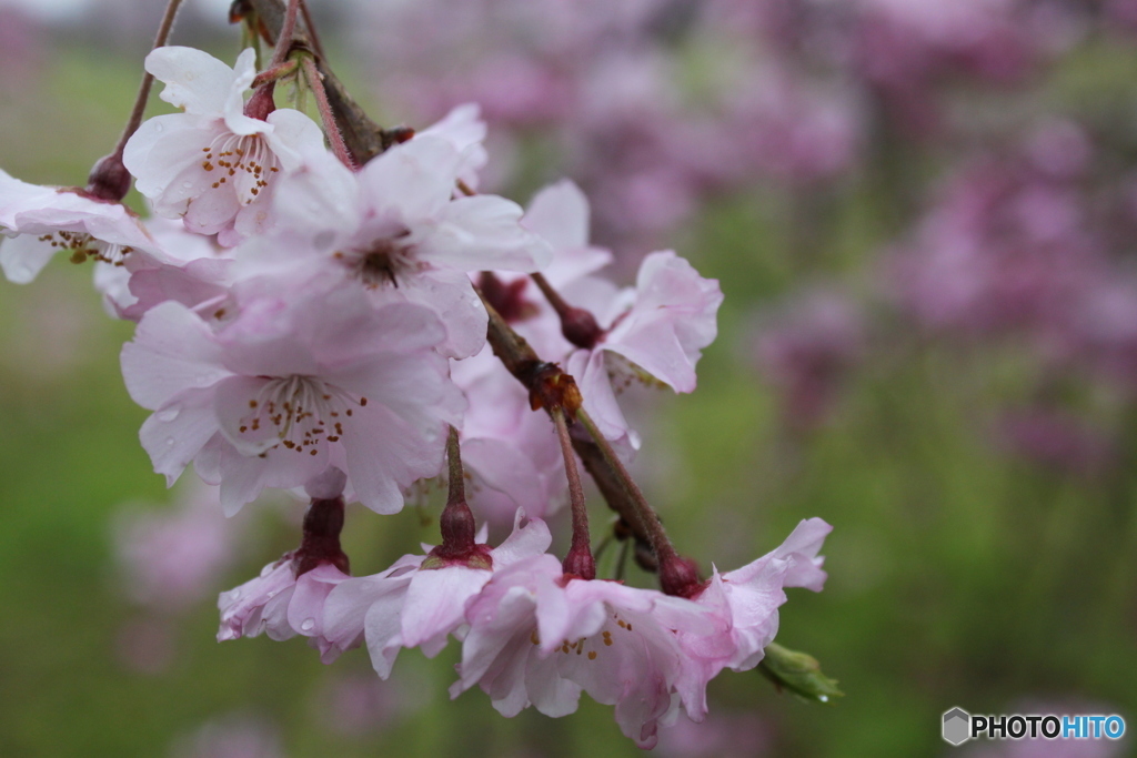 桜　1