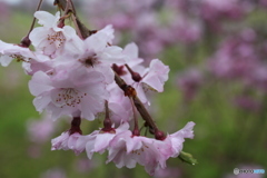 桜　1