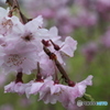 桜　1