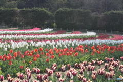 チュリップ園４