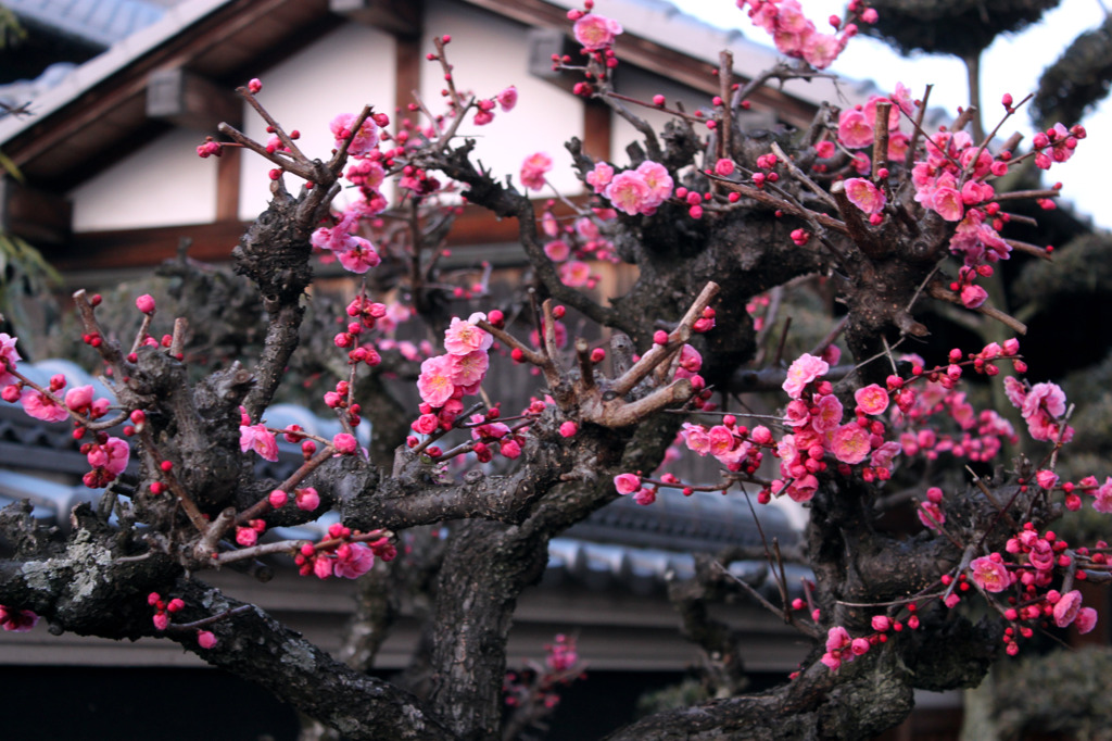 梅の花　1