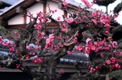梅の花　1