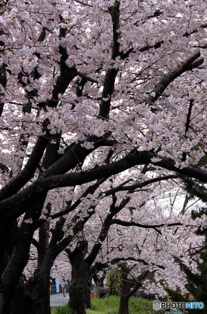 桜2