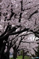 桜2
