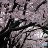桜2