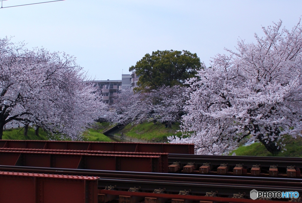 線路と桜