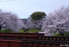 線路と桜