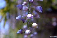 藤の花　4