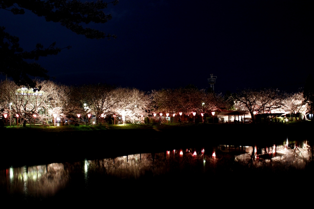夜桜　4