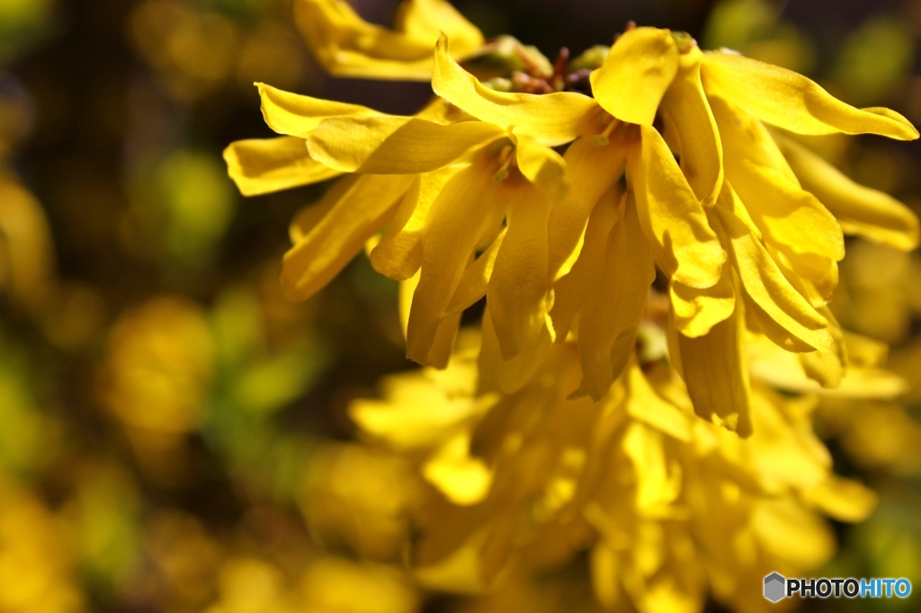 れんぎょのはな