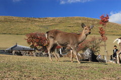 奈良春日山