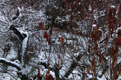 雪景色