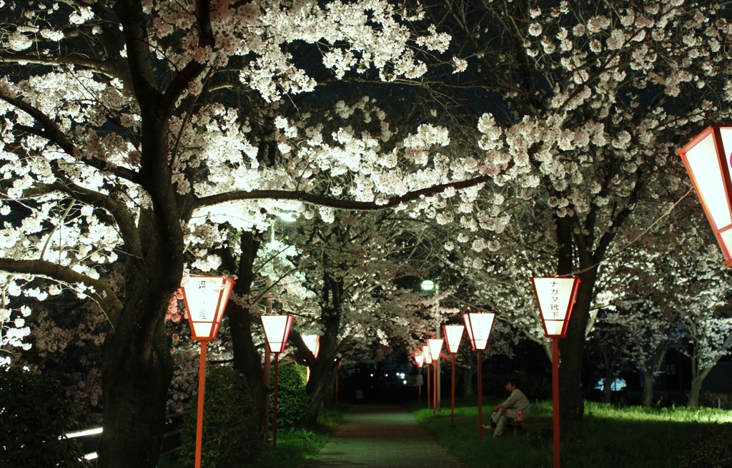 夜桜　2