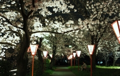 夜桜　2