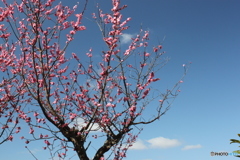 梅の花2