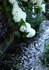 水の光