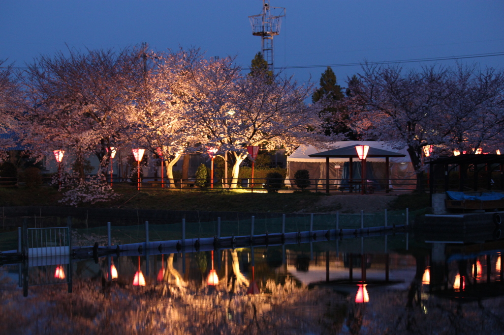 奥田の夜桜