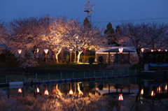 奥田の夜桜