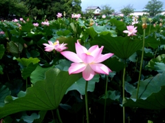 ハスの花